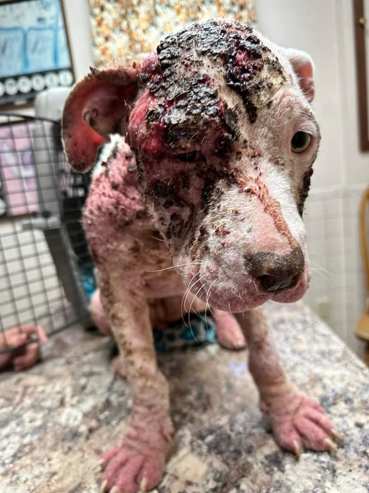 Badly neglected dog discovered by good Samaritan