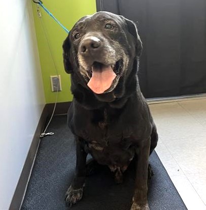 Sweet, old boy surrendered to shelter