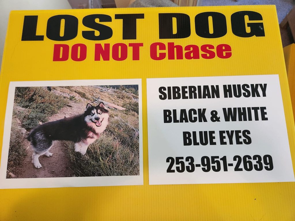 Lost dog poster