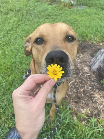 Tyson, don't let his story end at shelter where he has languished for more than a year