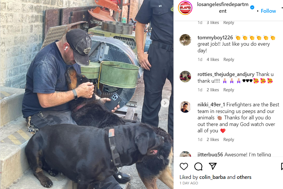 Dog happy to be freed from the narrow space between the buildings.