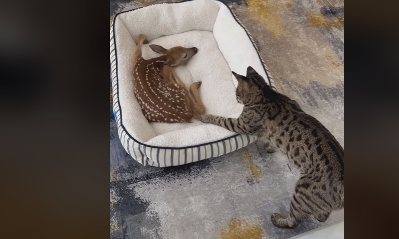 Curious cat intrigued by injured fawn