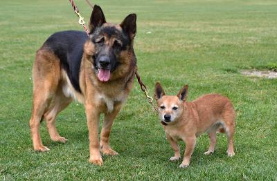 Bonded duo, Trinity and Max