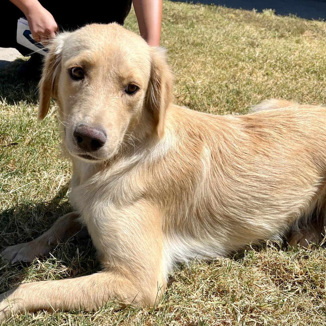 Retriever puppy saved from euthanasia