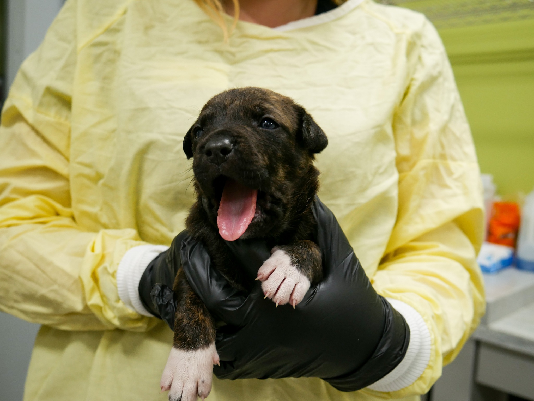 Abandoned puppies rescued from construction site