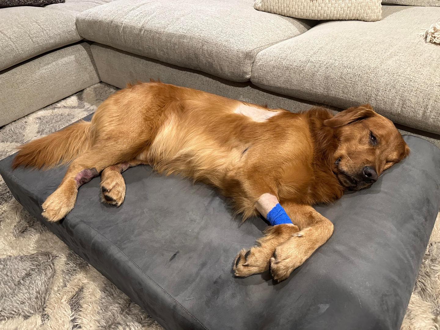 Dog repeatedly bitten by a copperhead snake