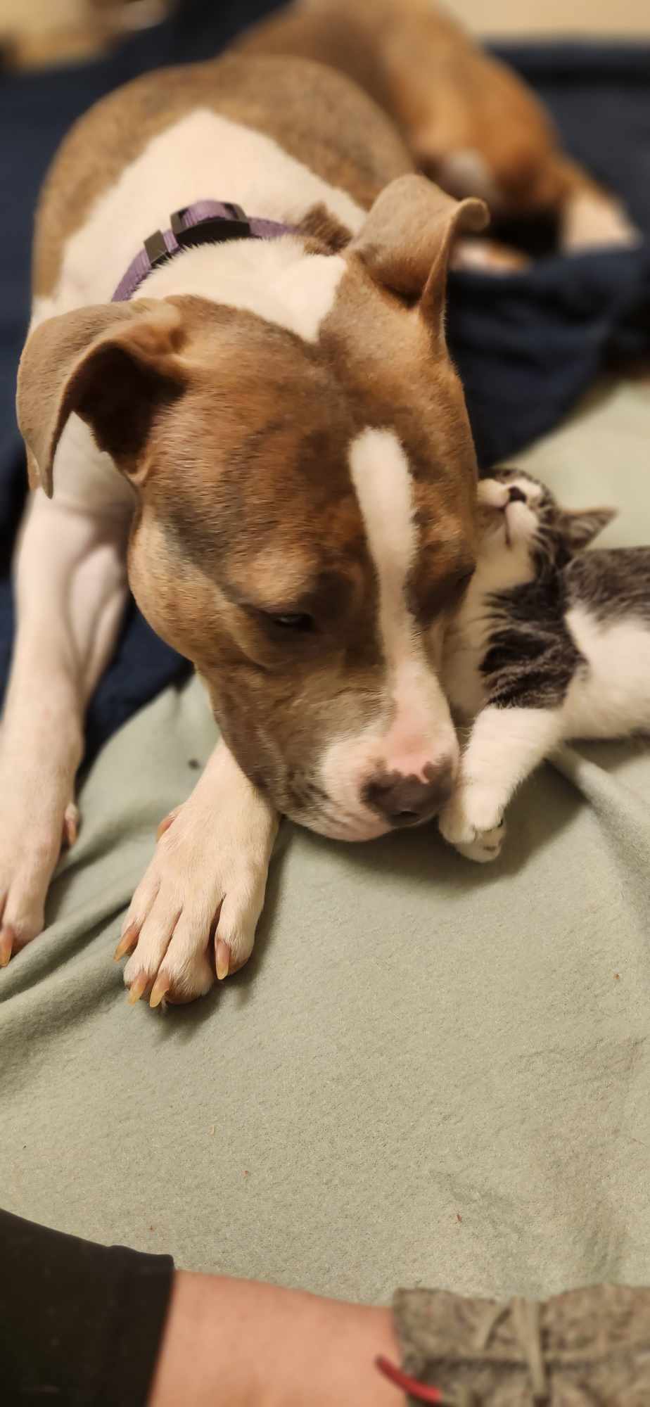 Precious friends need a home