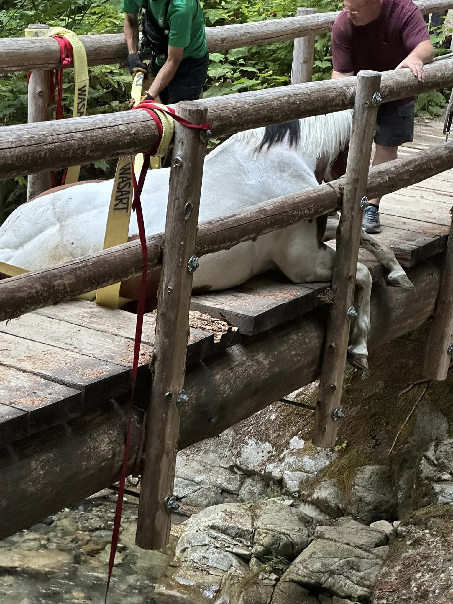 Rescue teams save horse who fell through rotted wooden bridge