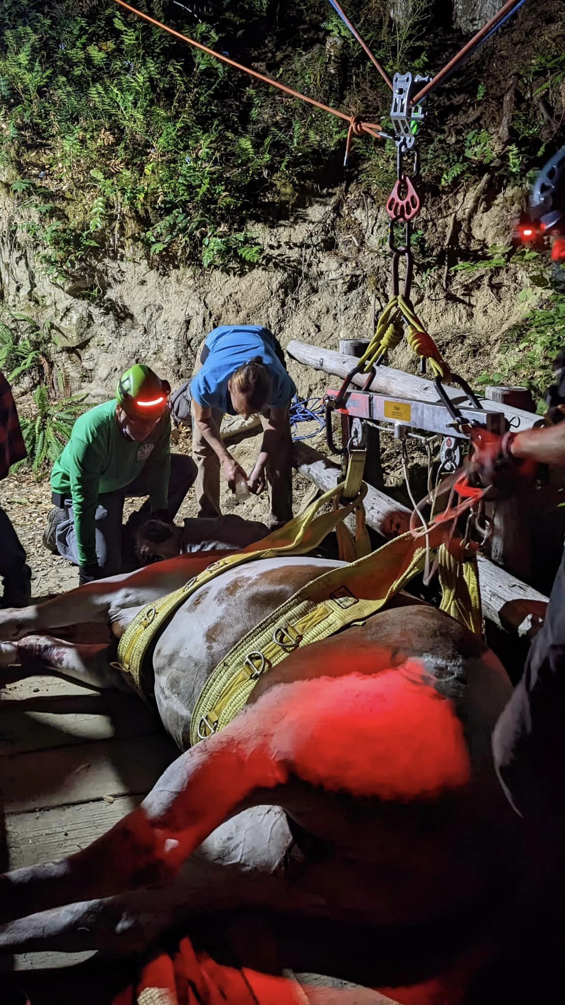 Rescue teams save horse who fell through rotted wooden bridge