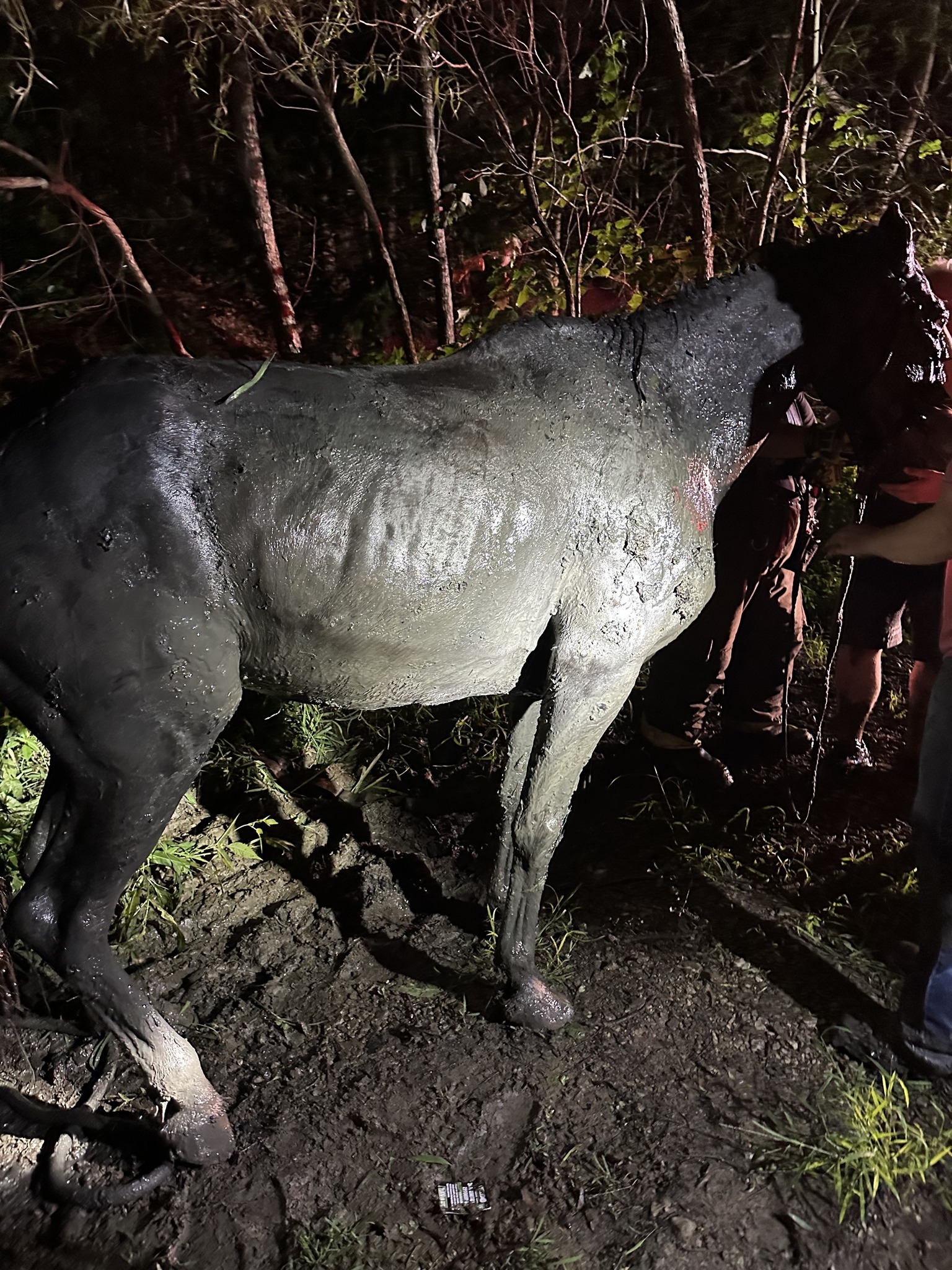 Arlo, freed from neck-deep mud