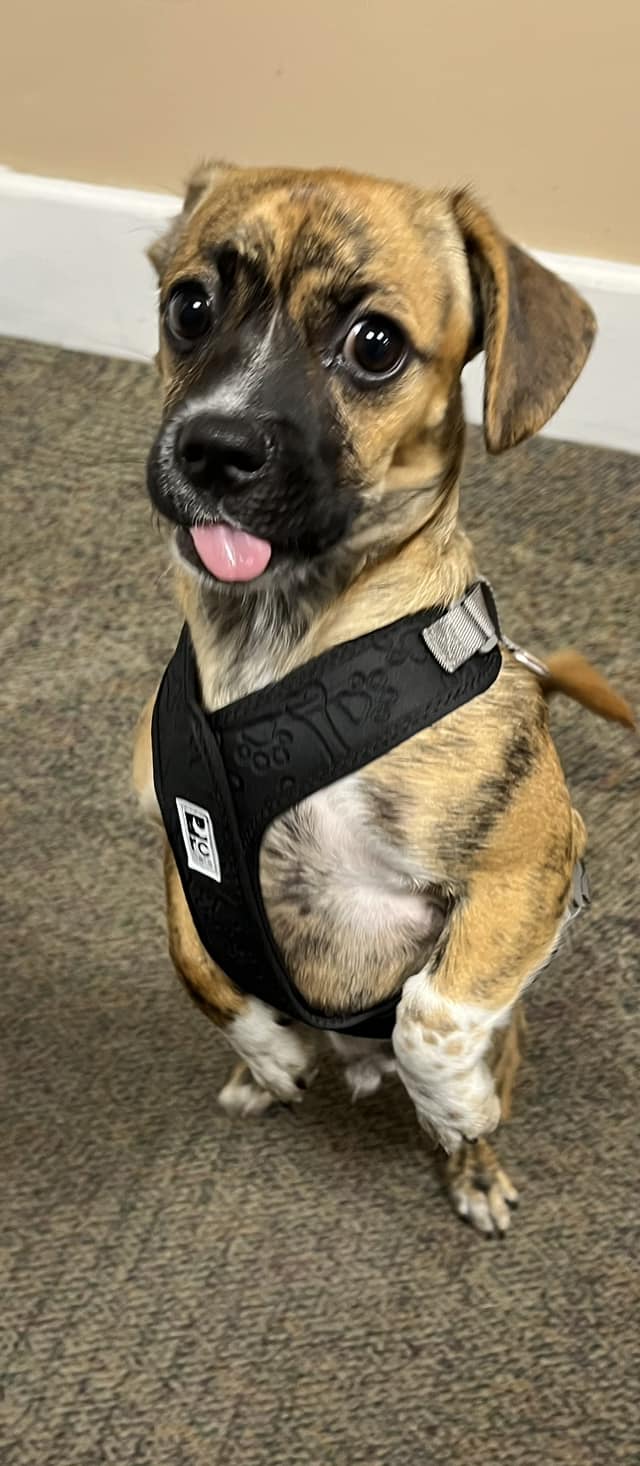 Puppy rescued from hot car