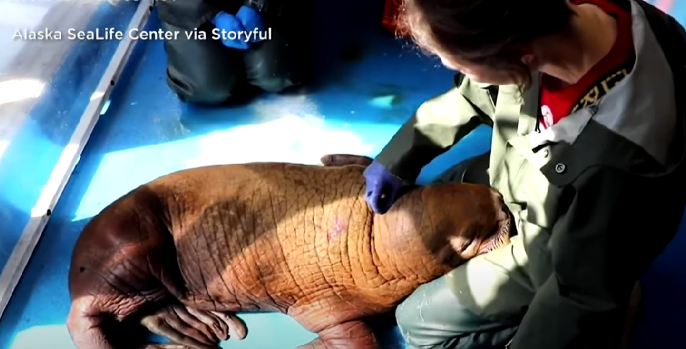 walrus calf receiving cuddle care