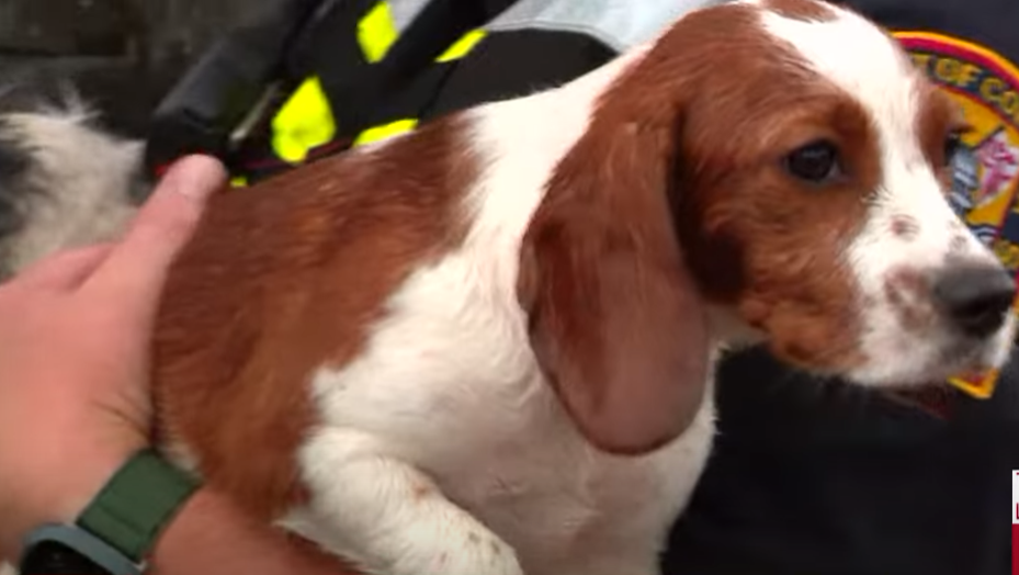 A dog rescued from flooded doggy daycare