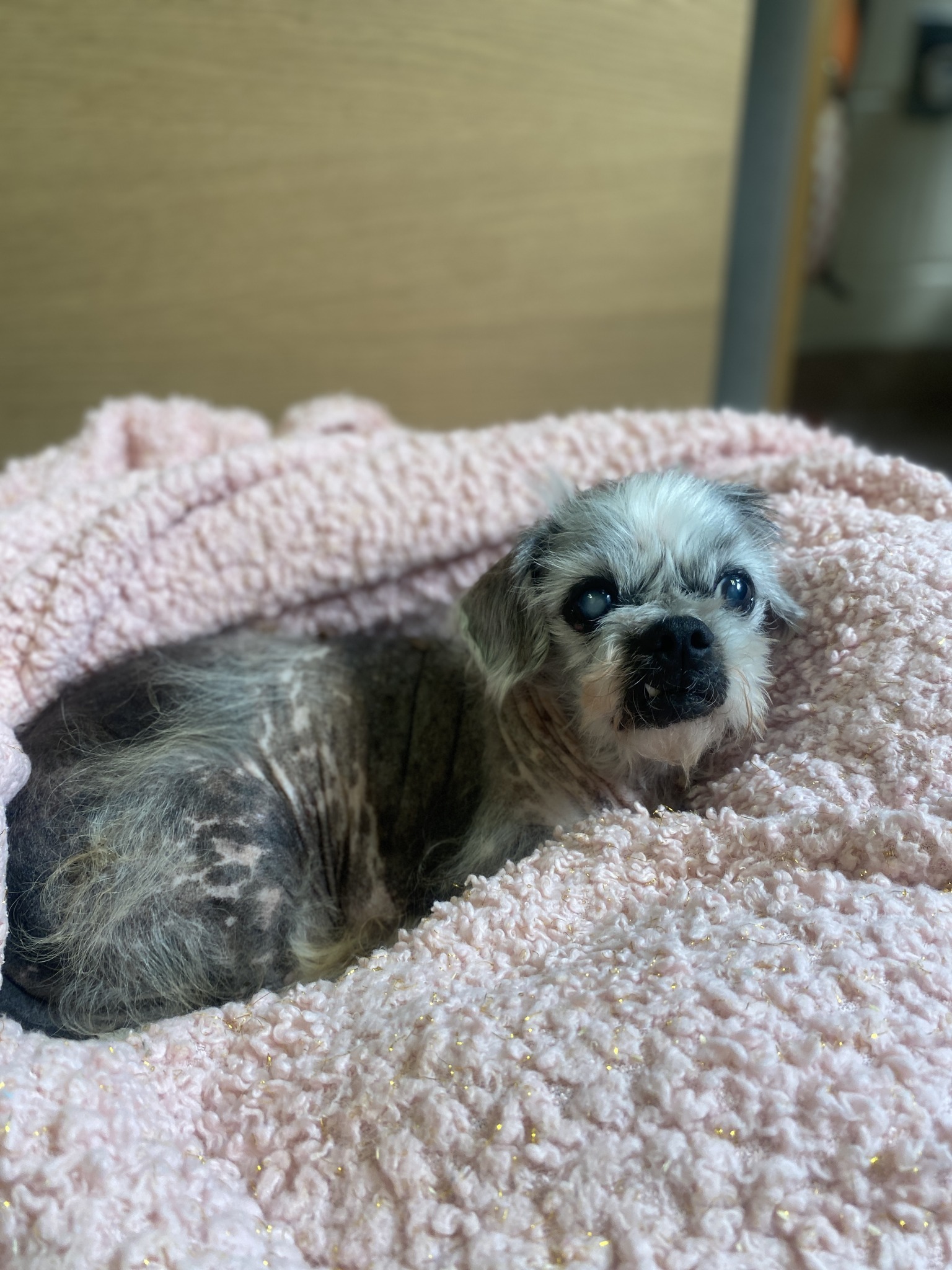 crusty, grumpy, senior dog found the best home