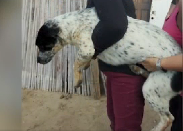 One of 60 surviving dogs who were abandoned at home