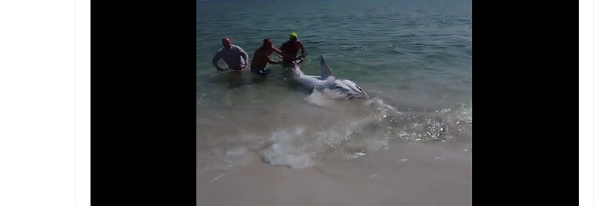 men rescued stranded shark in Florida