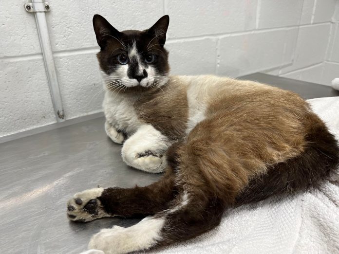 Hilton, terrified cat rescued after being thrown from car.