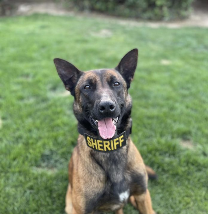 Missing police K9 found by good Samaritan