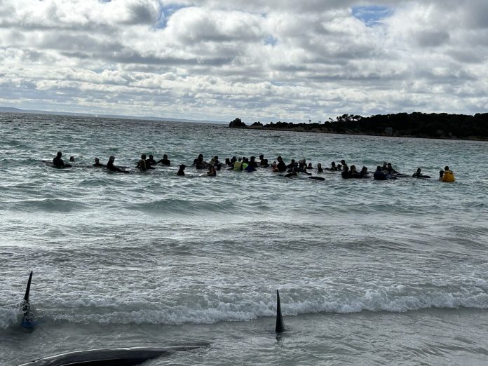 Dozens of pilot whales die in mass stranding