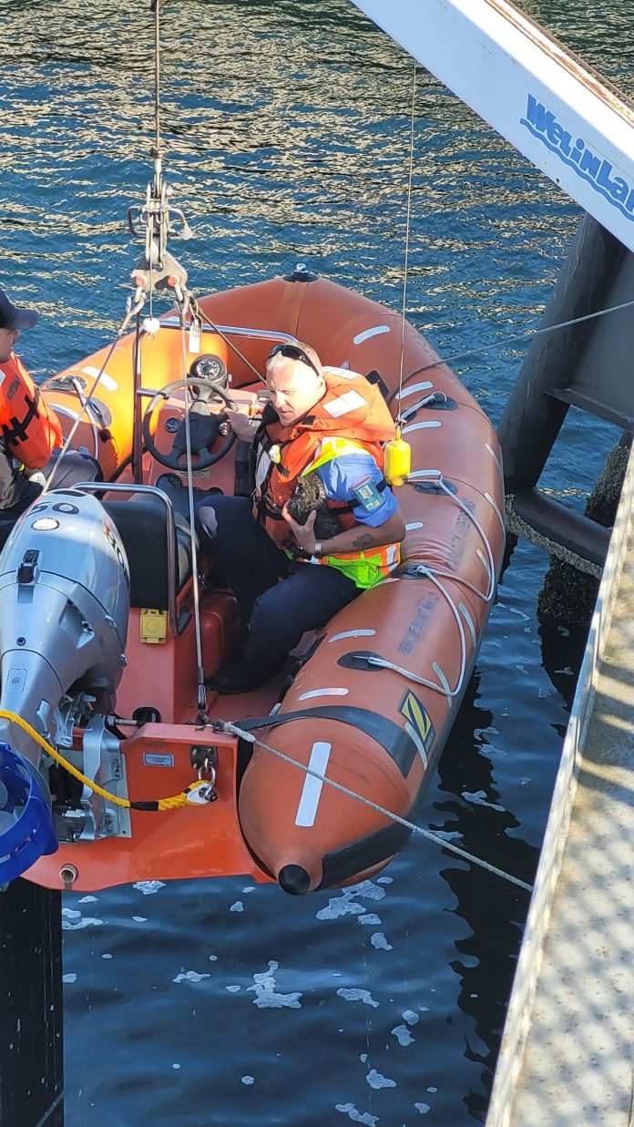 Ferry workers rescued kitten from the water