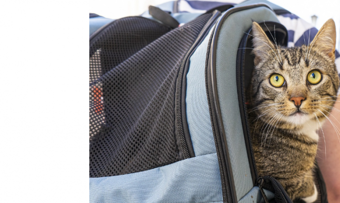 Man makes horrifying discovery beneath cat carrier on flight (Stock image via Pixabay)