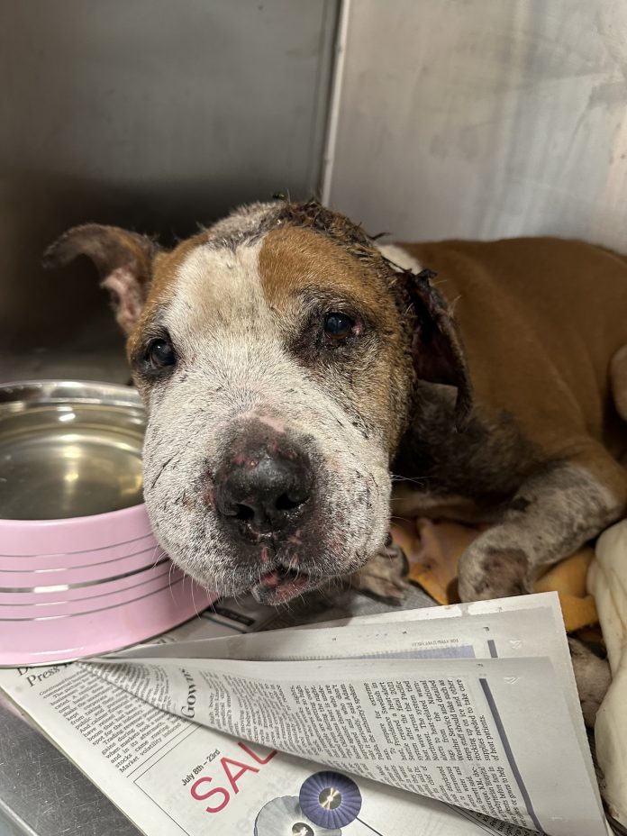 Kind person finds dog collapsed on the street