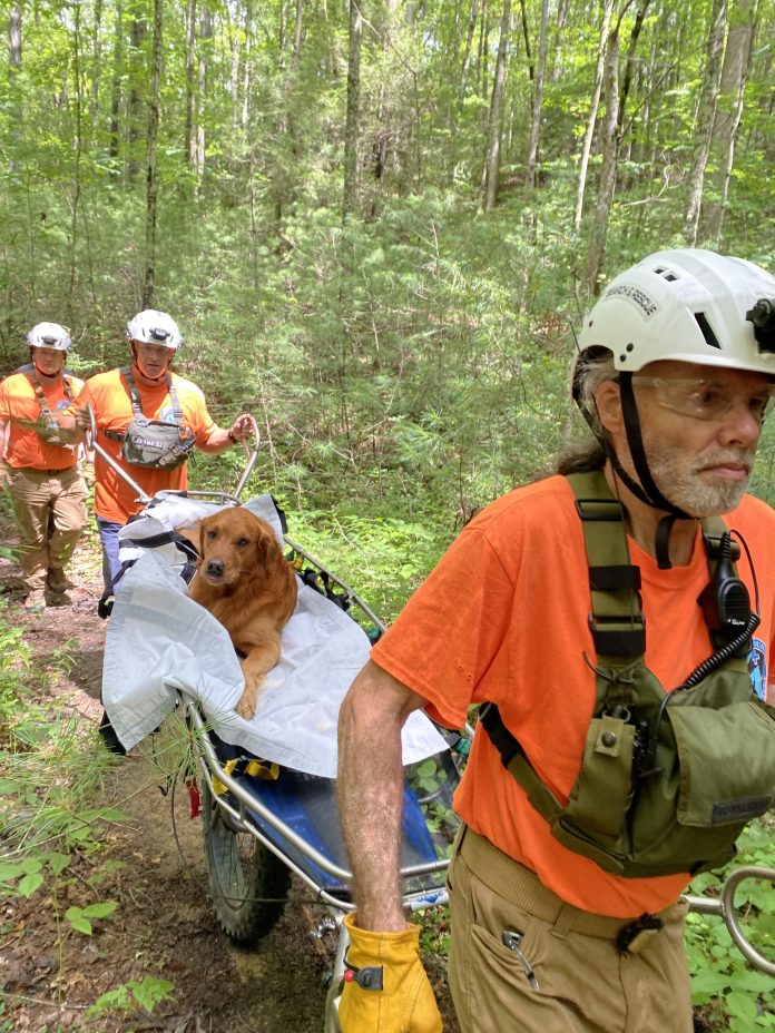 Dog bitten repeatedly by a copperhead rescued in Kentucky