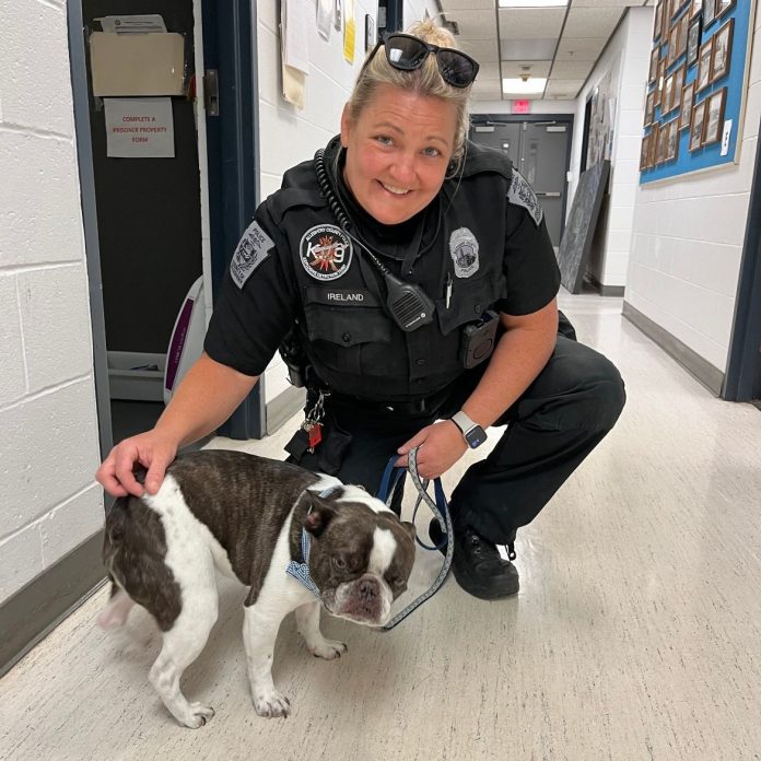 Dog abandoned at airport