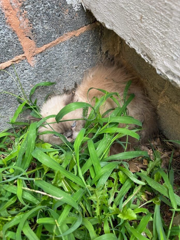 Himalayan cats rescued