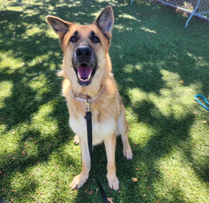 German shepherd, Bean, at risk of being euthanized