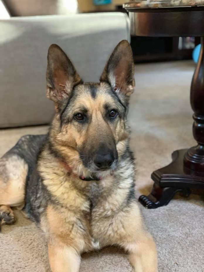 Man arrested for killing a German shepherd