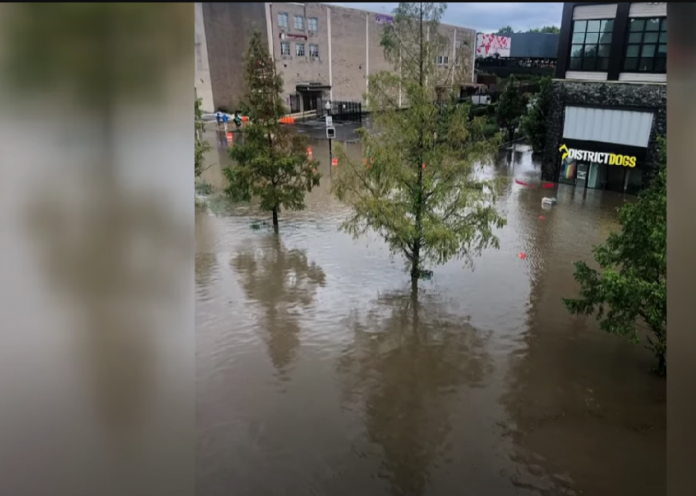 Multiple dogs died at doggy daycare from flood waters