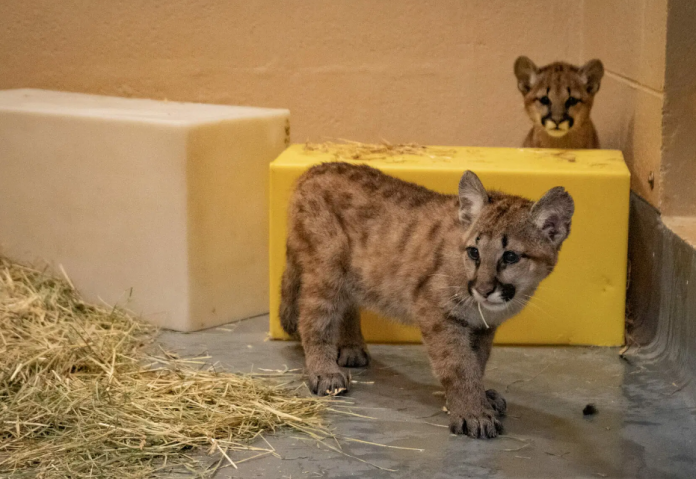 Zoo takes in orphaned puma cubs from Washington