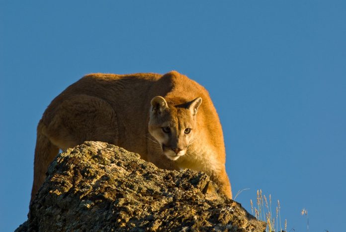 Two mountain lions died of starvation after being relocated to the desert