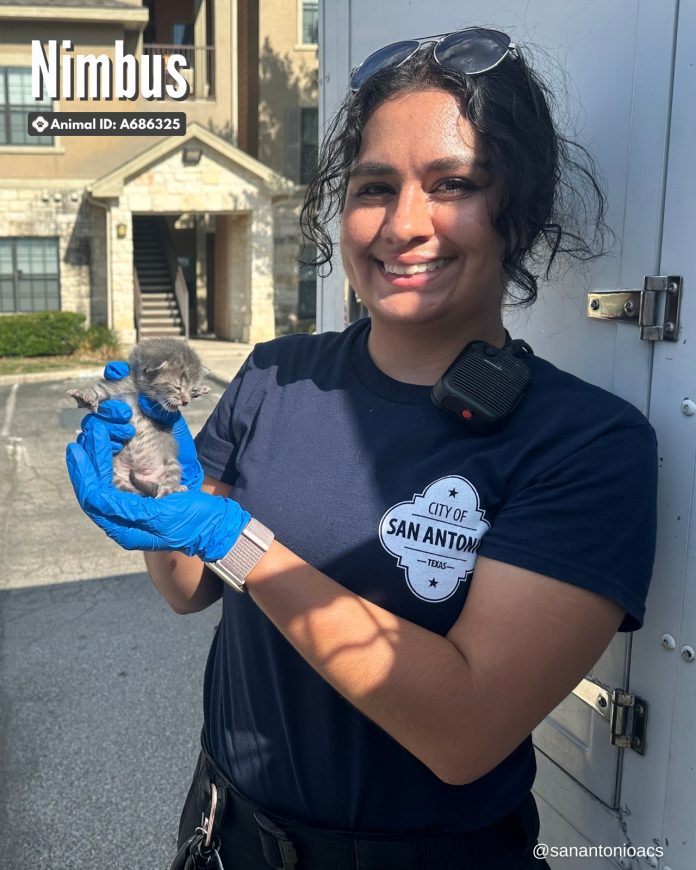 Tiny kitten rescued from wall in an apartment