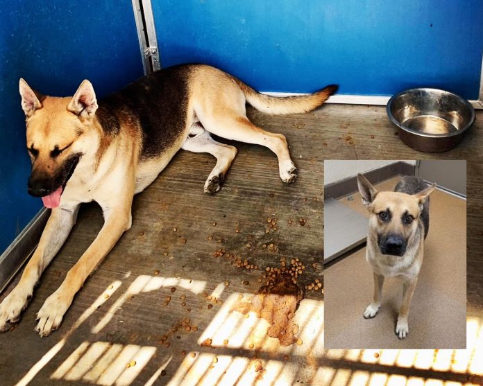 Dog put into shelter's Blue Box before euthanasia