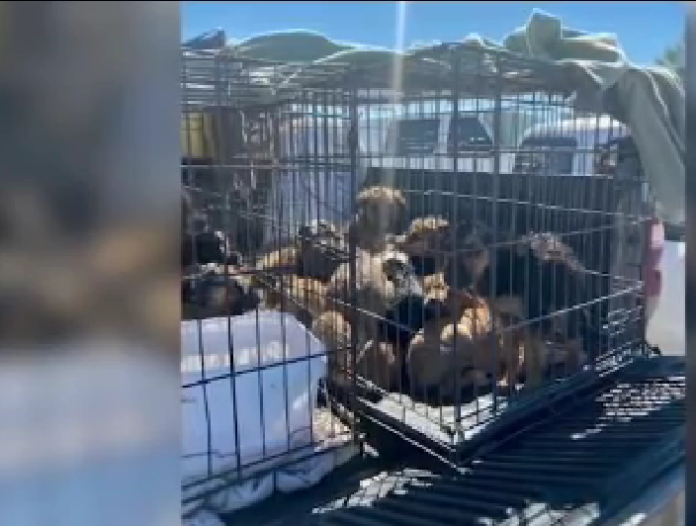 21 dead dogs found at residence where they were abandoned in CA