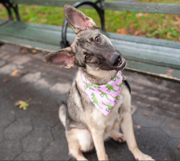 Zero applications for snuggly dog at crowded NYC animal shelter